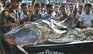 3015_Anisur Rahman_Goonch_Bagarius yarrelli.jpg 3015_Anisur Rahman_Goonch_Bagarius yarrelli.jpg